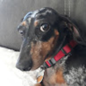 Meet your Posher, Renee